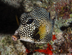Smooth Trunkfish (Lactophrys triqueter) at Paradise Reef by David Andrew 